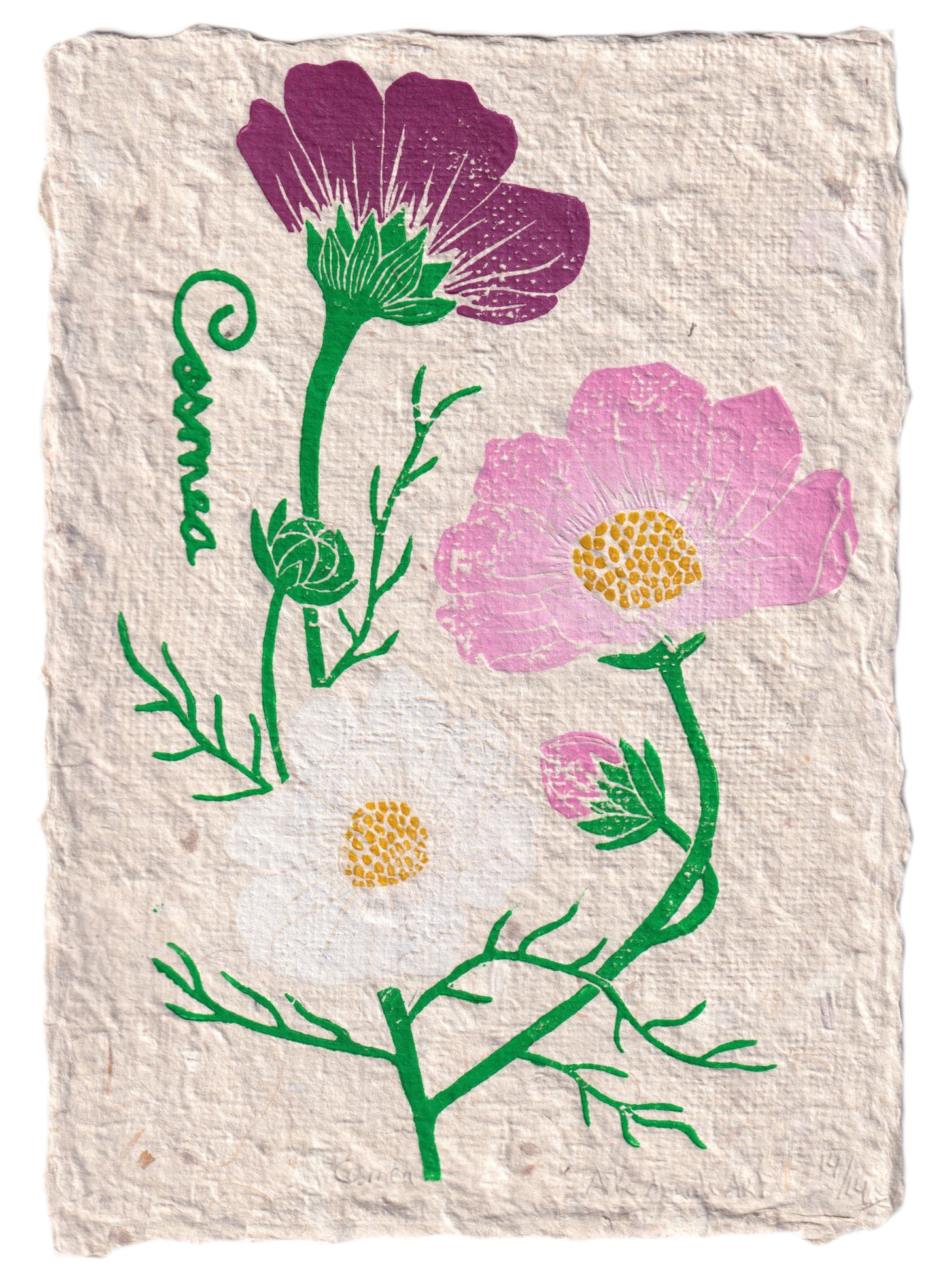 Cosmea