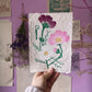 Cosmea